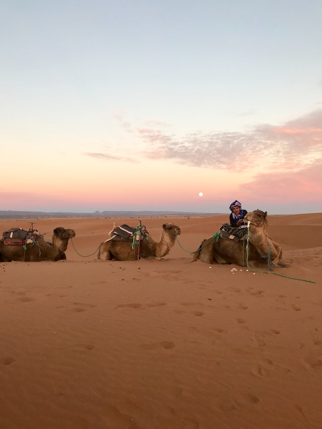 Marrakech, Morocco

Sahara Desert Adventures: Camels Sitting on the Sand
