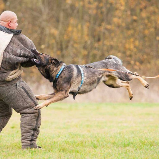 Prague-Dog Attack - Public-1